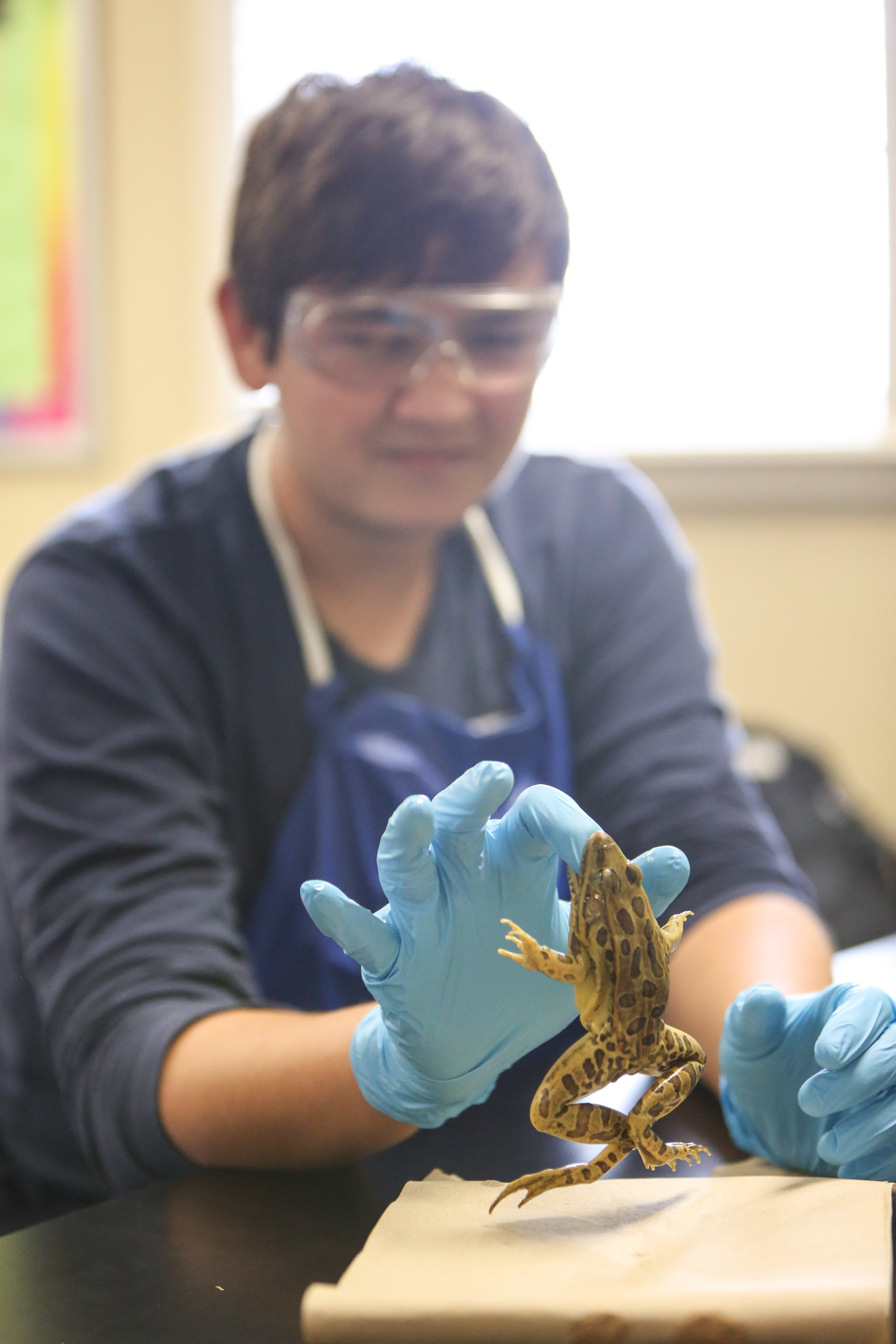 Dissecting Frogs in Biology The Brook Hill School