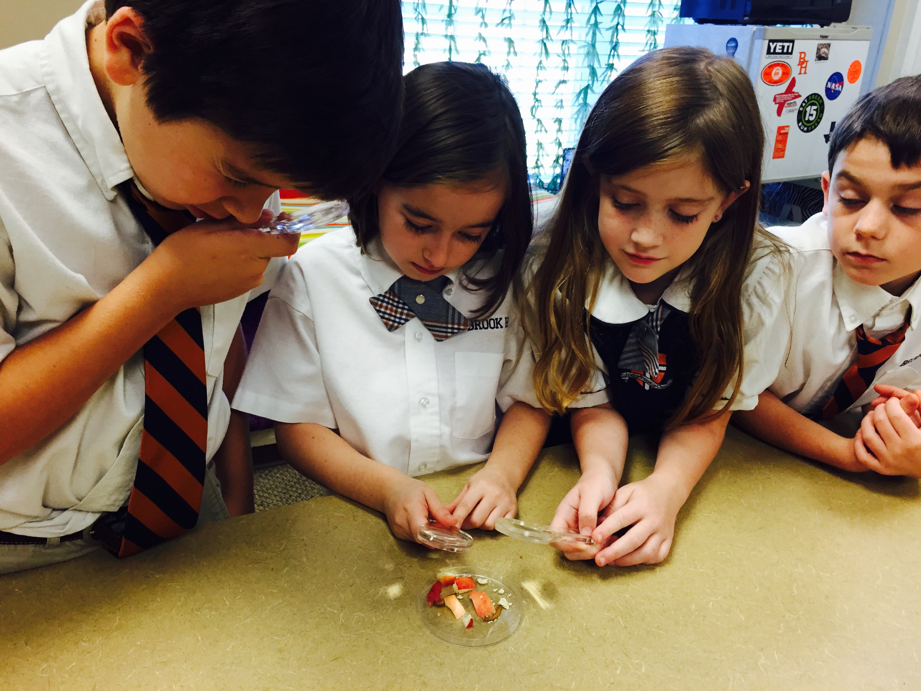 Studying Worms in 3rd Grade Science - The Brook Hill School