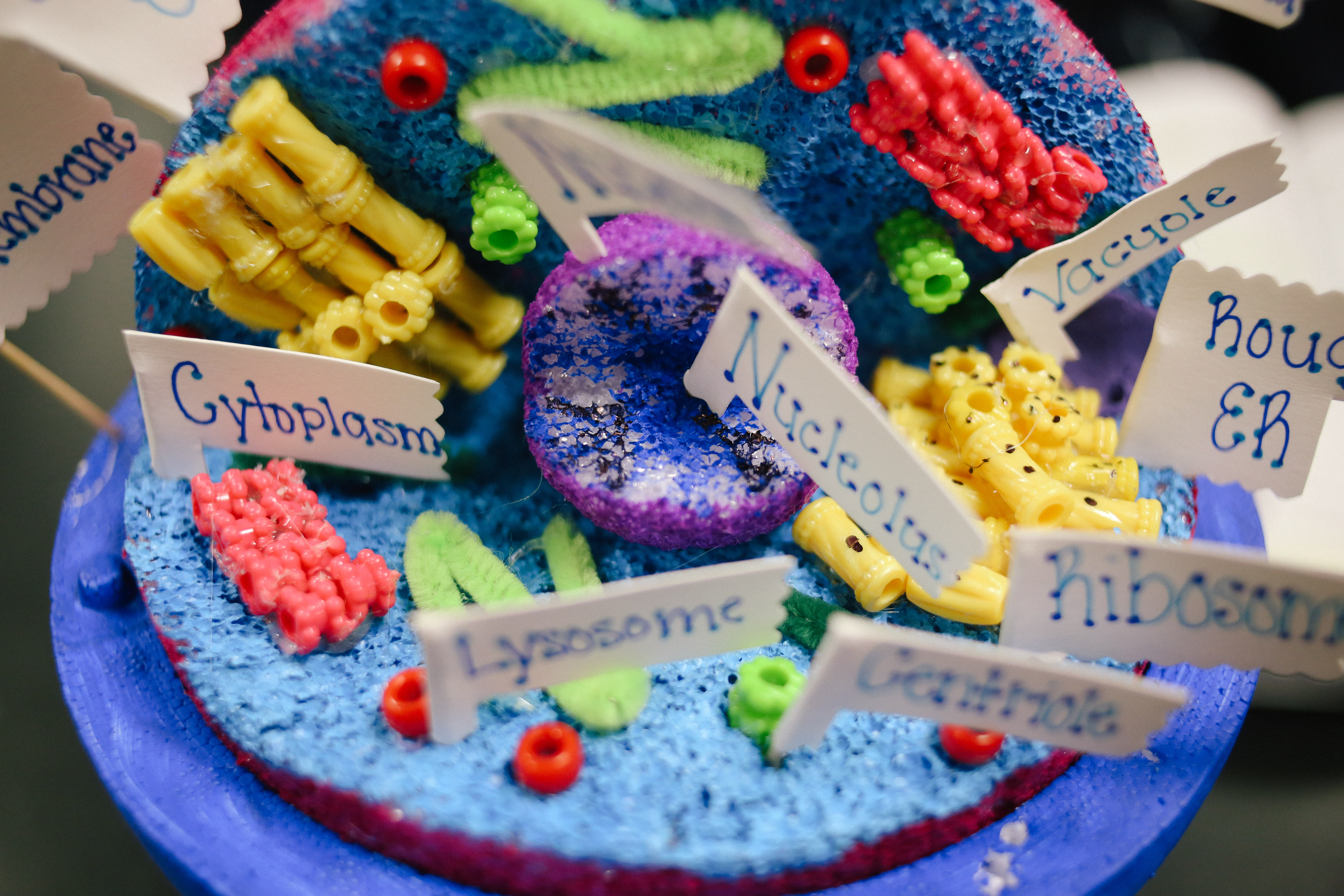 Animal Cell Model Cake – Eclectic Homeschooling